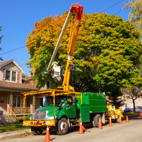 How much does insurance cover tree removal after a storm