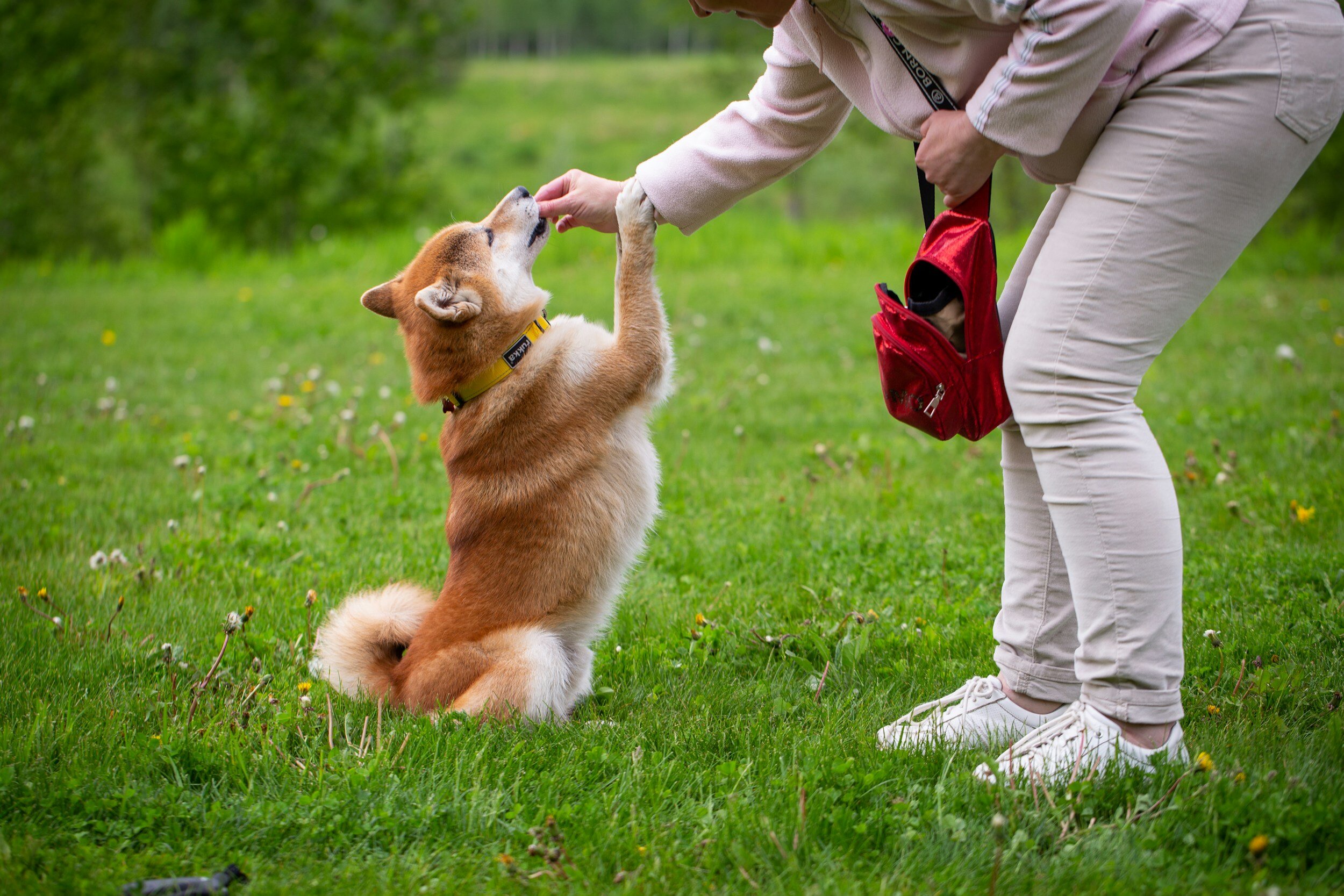 A Home Away from Home for Your Furry Friends